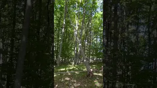 No Chainsaw Required, getting rip of the deadfall threat at my camp