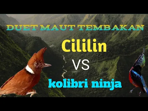 Download MP3 Masteran Cililin ft Kolibri ninja untuk kacer, cucak ijo, cendet dan murai batu