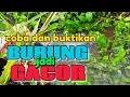 Download Lagu Semua burung jadi gacor dengan terapi gemericik suara air, terapi burung