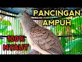 Download Lagu PANCINGAN PERKUTUT BANGKOK GACOR PALING AMPUH 100% PASTI NYAUT! COBA SAJA BOS 