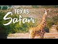 OX Ranch Safari Uvalde Texas
