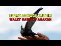 Download Lagu Download Suara Panggil Walet Musim Kawin dan Anakan!!! Link Di Deskripsi Bosku