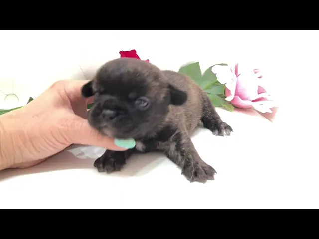 動画