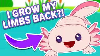 Axolotl Are The Coolest Animal Ever! | KLT Wild