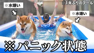 【事件】水が嫌いな柴犬こまちゃんがプールに挑戦したら暴れて脱走しました...