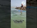 Paddleboarder takes a topple at just the wrong moment
