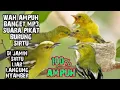 Download Lagu SUARA BURUNG SIRTU GACOR / COCOK BUAT PIKAT