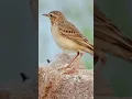 Lagu Long billed pipit or brown rock pipit bird #birds #nature #forest #bird #birdsounds #shorts