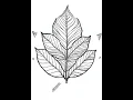 Leaf Themed Coloring Pages