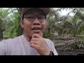 Download Lagu Survei Orang Panen Kelapa Sawit... Bagaimana Hasilnya???