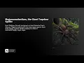 Megamonodontium the Giant Trapdoor Spider
