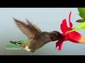 Download Lagu Spring Waltz ★ Sergey Grischuk ★ SilverHoof ★ Alexbird  ||► 30 min