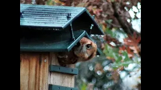 Live from the Owl Box