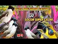 Download Lagu SUARA PIKAT BURCIL KOMBINASI KUTILANG RIBUT DAN KOMBINASI KUTILANG ANAKAN GK ADA TANDINGANNYA MP3