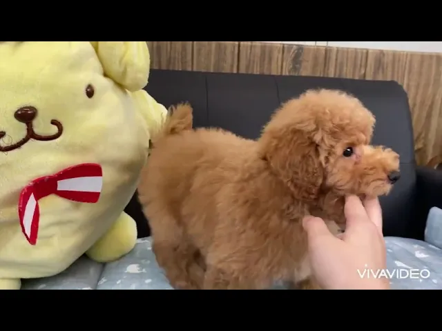 動画