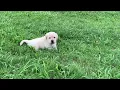 Lab puppy exploring outside - Labrador puppies for sale Greenville