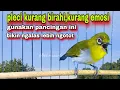 Download Lagu Suara Pleci Ngecir Sambung Ngalas Bikin Pleci Bahan Cepat Bunyi || Pleci Bustomi Gacor