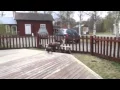 Weimaraner Labrador Mix Puppies playing at The Nordic Centre