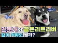 Download Lagu 진돗개와 골든리트리버, 같이 키워도 될까? | 네눈박이 진돗개 입양 | 진돗개 미국살이