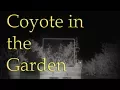 Coyote Wagging Tail