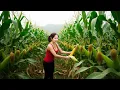 Lagu Harvesting 1000+ Many Purple Corn Tuber From The High Mountains Go To Market Sell