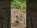 birds walk into the trap