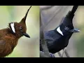 Download Lagu SUARA BURUNG CILILIN GACOR JERNIH DENGAN JEDA, 100% MUDAH DI TIRUKAN MURAI BATU