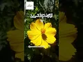 Download Lagu Surah Zumar Ayat 63 #shorts #quran #mukhtar  Al haaj