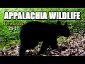Download Lagu Appalachia Wildlife Video 25-27 of AS THE RIDGE TURNS in the Foothills of the Great Smoky Mountains
