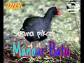 Download Lagu Suara pikat burung Mandar Batu MANTAP