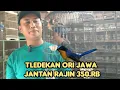 Download Lagu MAS MANTO NEMU TLEDEKAN ORI JAWA JANTAN RAJIN DI JUAL 350.RB