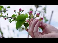 McDougall Sons Apple Orchard Bee Pollination Wenatchee WA Washington Grown
