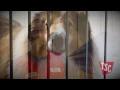 How to Install a Dog Kennel Tractor Supply Co