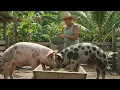 Philippines Piggy Business
