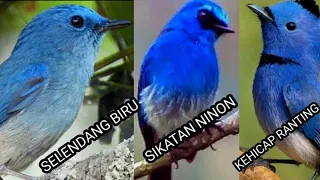 Download Membedakan burung slendang biru, kehicap ranting dan sikatan ninon MP3