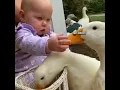 Download Lagu Cute 🥰 baby trying to get duck 🦆 teeth 🤣  | #Shorts  #animal #Duck