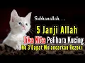 Download Lagu 5 Janji Allah Bagi Yang Suka Memelihara Kucing | No. 3 Paling Diharapkan