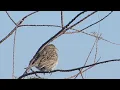 Download Lagu Field sparrow (Passer montanus) - Albania - Protected Landscape of Vjose Narta - Visit Vlora