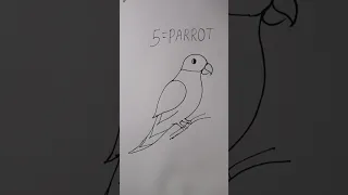 how to draw parrot easy for beginner