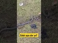 Download Lagu ikan sidat jenis apa ya?