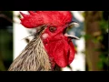 Download Lagu Rooster Sound | Free Ringtone Downloads