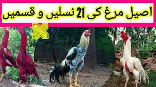  21 aseel 21 famous breeds varities u0026 types