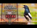 Suara Pikat Kacer Hutan !! Kacer Lain Langsung Berdatangan