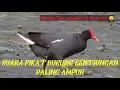 Download Lagu SUARA PIKAT BURUNG BENTIUNGAN PALING JITU