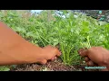 Download Lagu WAW 😱 SUDAH PANEN BERKALI KALI TANAM DAUN SELEDRI DENGAN HARGA 50 PER KILO 
