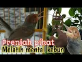 Download Lagu Melatih prenjak bahan jadi mental pikat||test kebun#Prenjakpunah