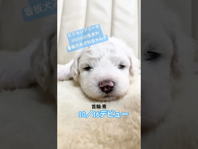 動画