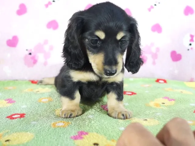 動画