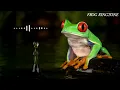 Download Lagu Frog ringtone |message tone| SMS ringtone |Sms tone| funny tone|