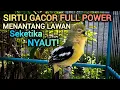 Lagu SIRTU GACOR FULL POWER MENANTANG LAWAN BUNYI 100% AMPUH BIKIN SIRTU GACOR NYAUT SEKETIKA